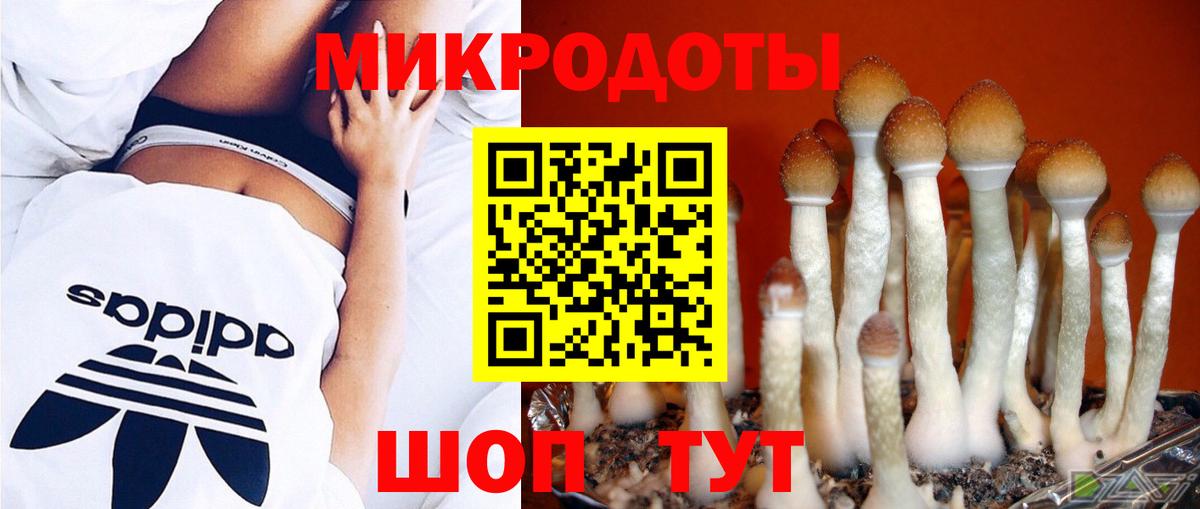 Галлюциногенные грибы Psilocybe Красногорск